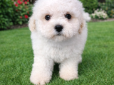 Bichon Frise Yavrularımız