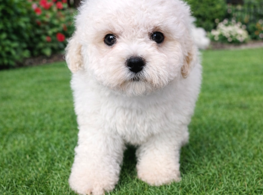 Bichon Frise Yavrularımız görsel