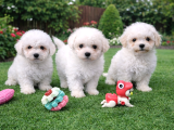 Bichon Frise Yavrularımız