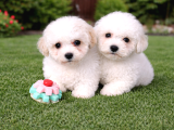 Bichon Frise Yavrularımız