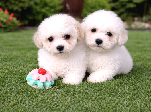 Bichon Frise Yavrularımız