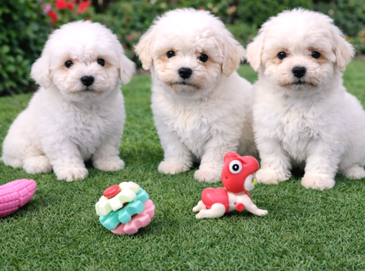 Bichon Frise Yavrularımız görsel