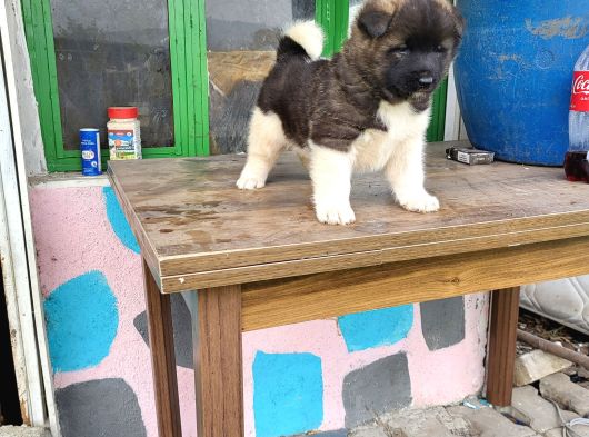 Erkek Amerikan Akita Yavrumuz görsel