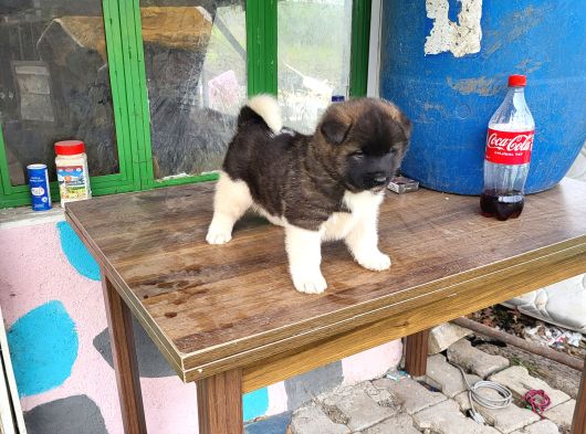Erkek Amerikan Akita Yavrumuz görsel