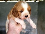 Erkek King Charles Cavalier Yavrumuz