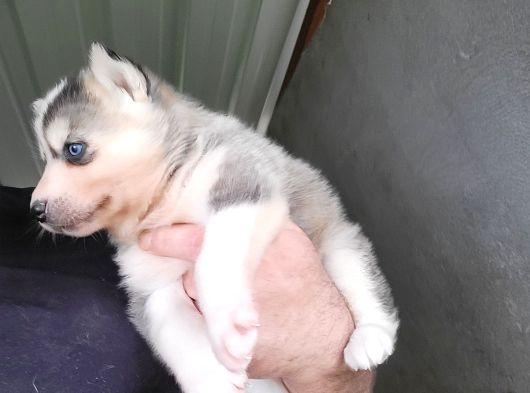 Dişi Sibirya Kurdu Husky Yavrumuz görsel