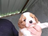 Erkek king charles cavalier yavrumuz