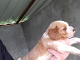 Erkek King Charles Cavalier Yavrumuz