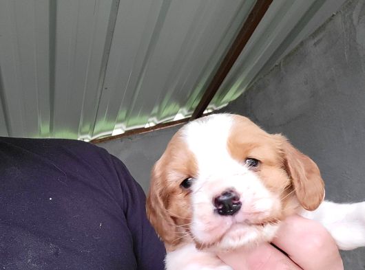 Erkek King Charles Cavalier Yavrumuz görsel