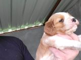Erkek King Charles Cavalier Yavrumuz