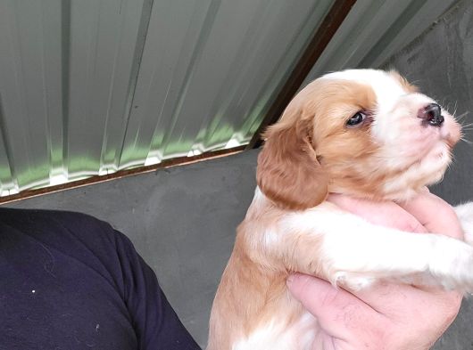 Erkek King Charles Cavalier Yavrumuz görsel