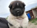Erkek amerikan akita yavrumuz
