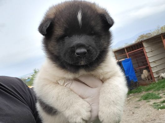 Erkek Amerikan Akita Yavrumuz