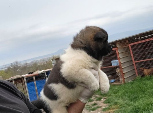 Erkek Amerikan Akita Yavrumuz görsel