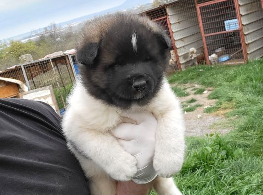 Erkek Amerikan Akita Yavrumuz görsel