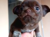 Orjinal Şivava Yavrular