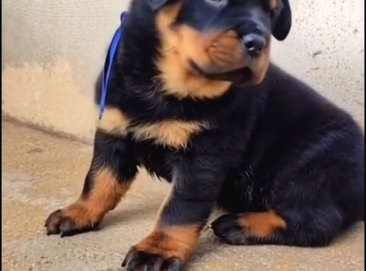 A Kali̇te Rottwei̇ler Yavrularimiz görsel