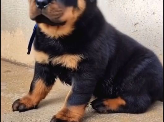 A Kali̇te Rottwei̇ler Yavrularimiz görsel