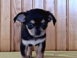 Ev Ortaminda Sifir Boy Teacup Şi̇vava Bebekler
