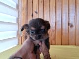 Ev Ortaminda Sifir Boy Teacup Şi̇vava Bebekler