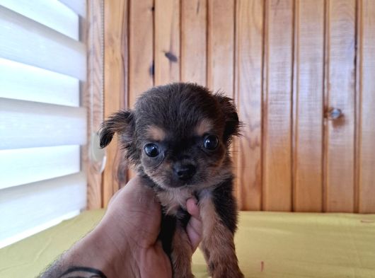 Ev Ortaminda Sifir Boy Teacup Şi̇vava Bebekler görsel