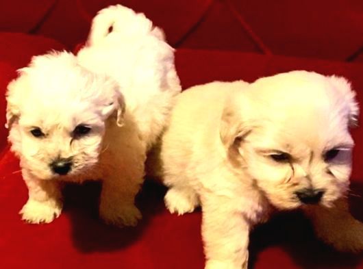 Minnak Maltipoo Bebeklerimiz