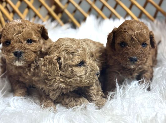 Poodle Yavrularımız Yeni Sahiplerini Arıyor görsel