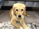 Golden Retriever Yavru