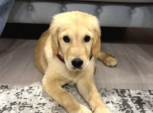 Golden Retriever Yavru görsel