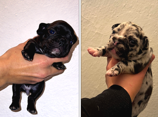 Yeti̇şki̇n - Yavru French Bulldoglar görsel