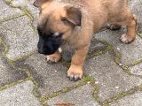 Belçika Kurdu Malinois