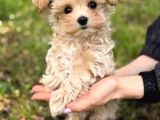 Malti̇poo Ci̇nsi̇ Yavrular Ev Üreti̇mi̇