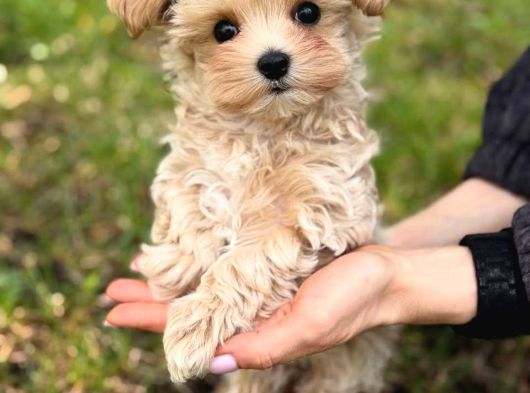 Malti̇poo Ci̇nsi̇ Yavrular Ev Üreti̇mi̇ görsel