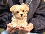 Malti̇poo Ci̇nsi̇ Yavrular Ev Üreti̇mi̇