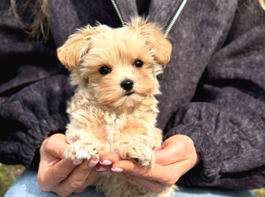 Malti̇poo Ci̇nsi̇ Yavrular Ev Üreti̇mi̇ görsel