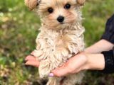 Malti̇poo Ci̇nsi̇ Yavrular Ev Üreti̇mi̇