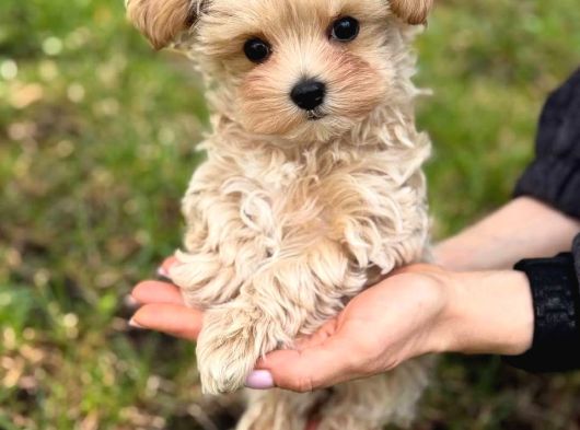 Malti̇poo Ci̇nsi̇ Yavrular Ev Üreti̇mi̇ görsel