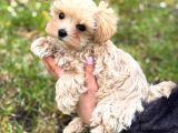 Malti̇poo Ci̇nsi̇ Yavrular Ev Üreti̇mi̇