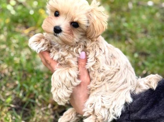 Malti̇poo Ci̇nsi̇ Yavrular Ev Üreti̇mi̇ görsel