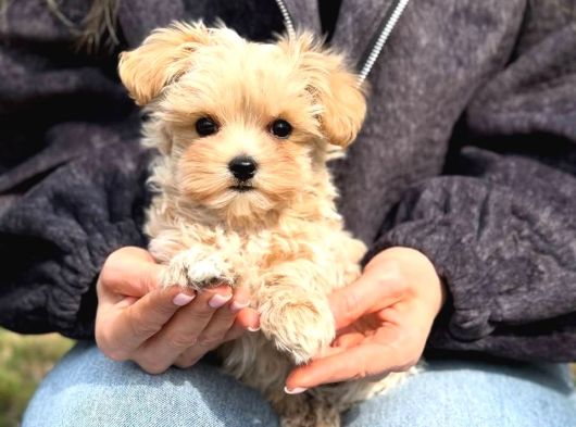 Malti̇poo Ci̇nsi̇ Yavrular Ev Üreti̇mi̇ görsel