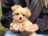 Malti̇poo Ci̇nsi̇ Yavrular Ev Üreti̇mi̇