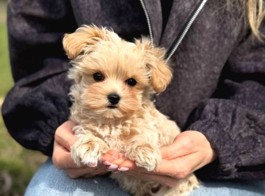 Malti̇poo Ci̇nsi̇ Yavrular Ev Üreti̇mi̇ görsel