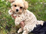 Malti̇poo Ci̇nsi̇ Yavrular Ev Üreti̇mi̇