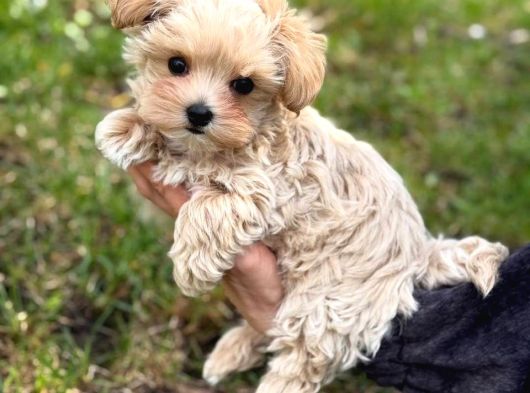 Malti̇poo Ci̇nsi̇ Yavrular Ev Üreti̇mi̇ görsel