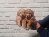 Sevimli poodle yavrularımız