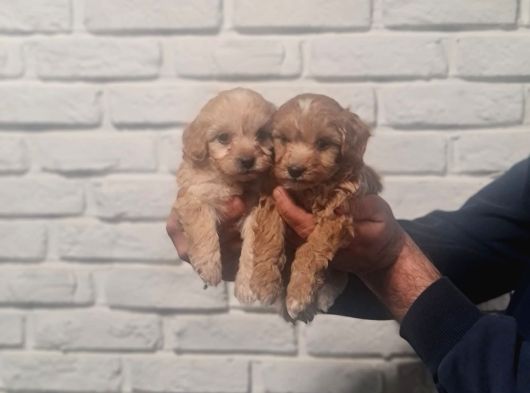 Sevimli Poodle Yavrularımız