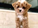 MALTİPOO CİNSİ YAVRULAR EV ÜRETİMİ
