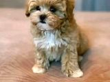 Malti̇poo Ci̇nsi̇ Yavrular Ev Üreti̇mi̇