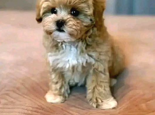 Malti̇poo Ci̇nsi̇ Yavrular Ev Üreti̇mi̇ görsel