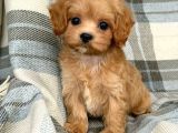 MALTİPOO CİNSİ YAVRULAR EV ÜRETİMİ